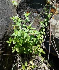 Carlowrightia parviflora