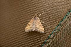 Pyrausta despicata