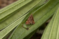 Pyrausta despicata