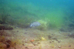 Girella elevata