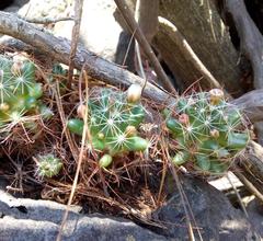 Mammillaria mathildae