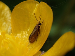 Micropterix