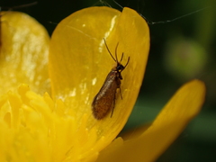Micropterix