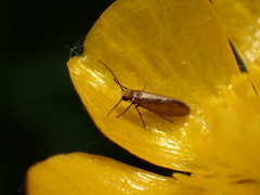 Micropterix