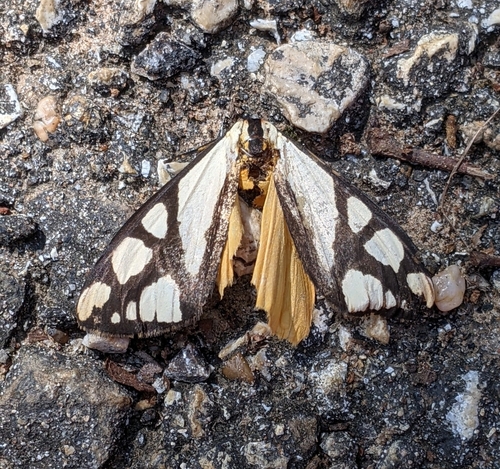 Colona Moth photo 3