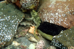 Parablennius intermedius