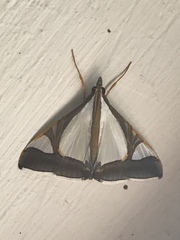 Agrioglypta eurytusalis