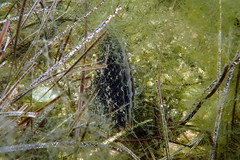 Pinnidae