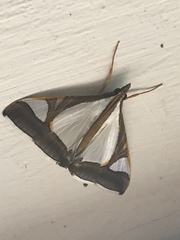 Agrioglypta eurytusalis