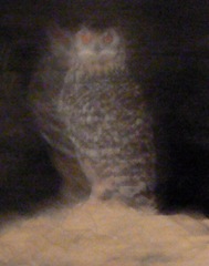Bubo bengalensis
