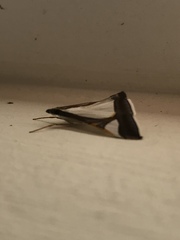 Agrioglypta eurytusalis