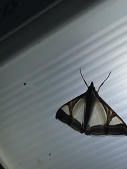 Agrioglypta eurytusalis