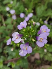 Mazus stachydifolius