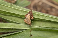 Pyrausta despicata