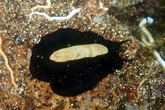 Scutus antipodes