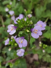 Mazus stachydifolius