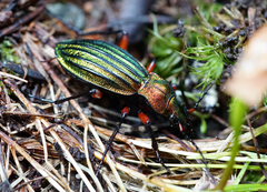 Carabus auronitens intercostatus