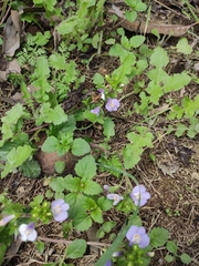 Mazus stachydifolius