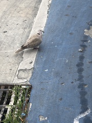 Streptopelia decaocto