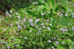 Mazus stachydifolius