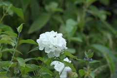 Varronia leucocephala