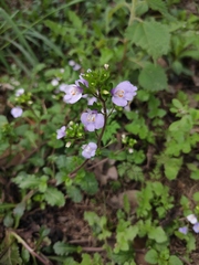 Mazus stachydifolius