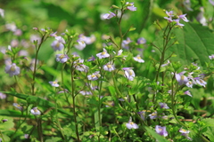 Mazus stachydifolius