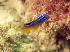 Mecaenichthys immaculatus