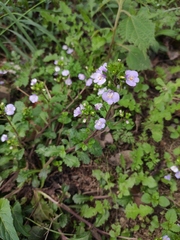 Mazus stachydifolius