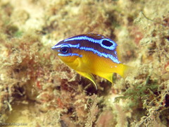 Mecaenichthys immaculatus