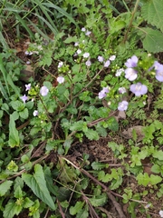 Mazus stachydifolius