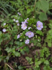 Mazus stachydifolius