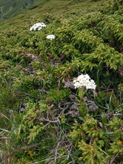 Achillea lingulata