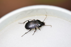 Abax ovalis