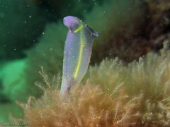 Clavelina meridionalis