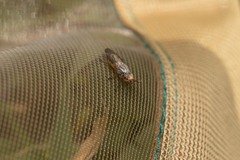 Dorycera graminum