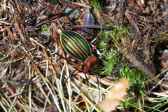 Carabus auronitens intercostatus