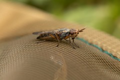 Dorycera graminum