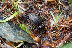 Carabus depressus