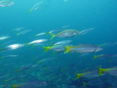Dinolestes lewini