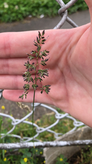 Poa pratensis