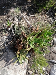 Aloiampelos commixta