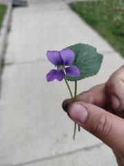 Viola sororia