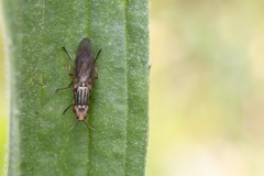 Dorycera graminum