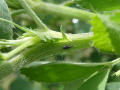 Stenopterapion tenue