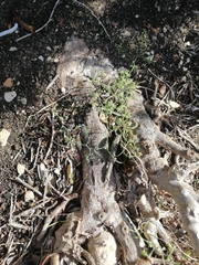 Aloiampelos commixta