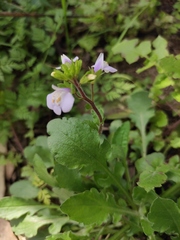 Mazus stachydifolius