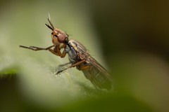 Dorycera graminum