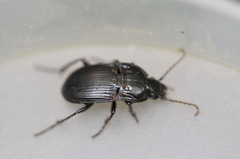 Abax ovalis