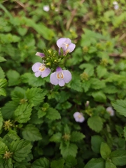 Mazus stachydifolius